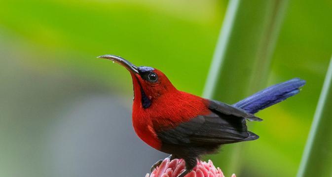 探索鸟类世界：常见鸟类名称与特征解析
