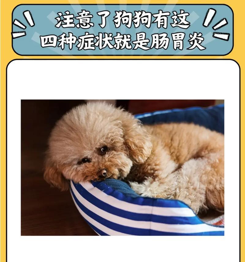 狗狗中期常见15大症状识别与护理指南