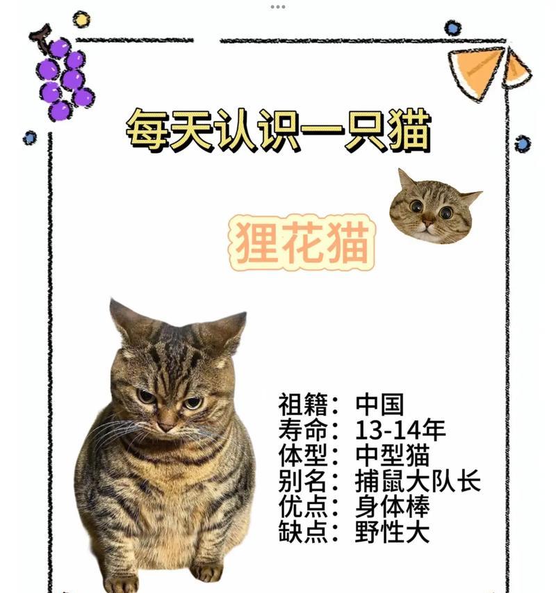 狸花猫价格多少及正确喂养方法全攻略 狸花猫价格多少及正确喂养方法全攻略