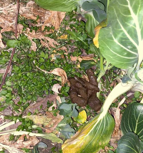 萨摩耶拉稀原因分析及有效处理方法全攻略