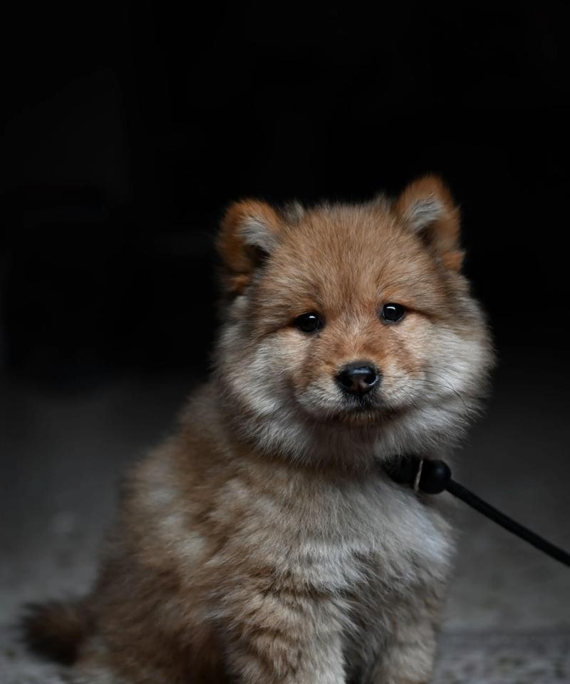 小狗疫苗注射全攻略：接种时间安排与注意事项详解