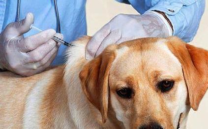 狗瘟病毒潜伏期多长时间，影响因素及防控策略详解