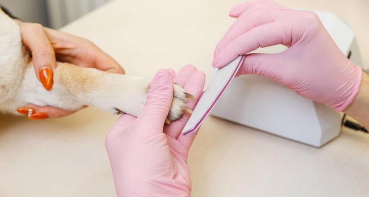 断血线多久能恢复？影响伤口愈合的关键因素解析