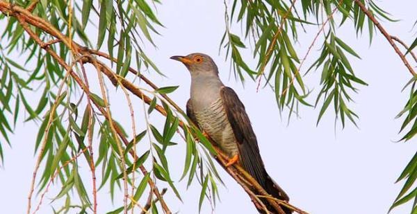 探索鸟类世界多样性：15种特色鸟类的生活习性与特征