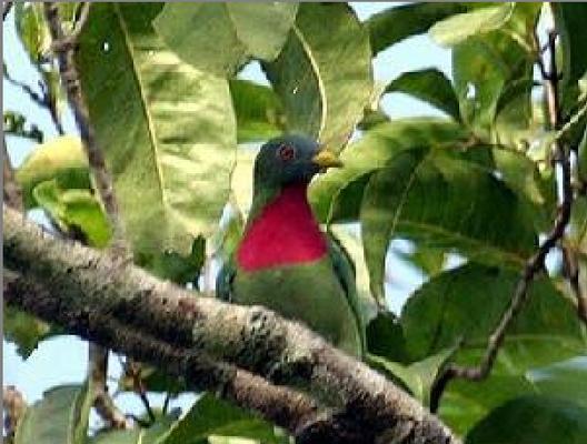 探索鸟类世界多样性：15种特色鸟类的生活习性与特征