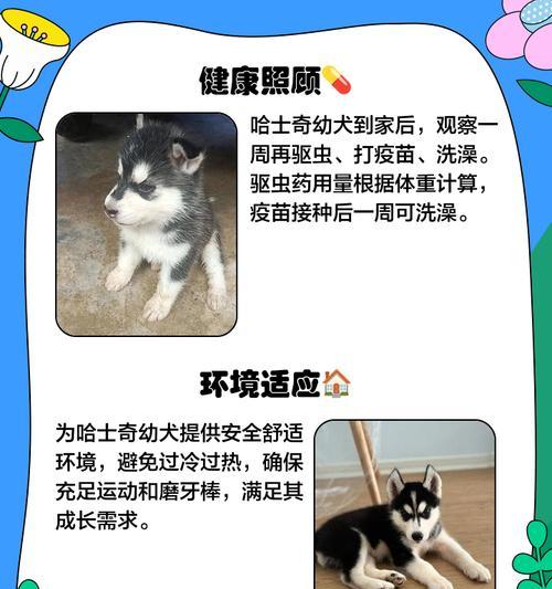 哈士奇夏季脱毛高峰期应对指南：原因分析与护理方法