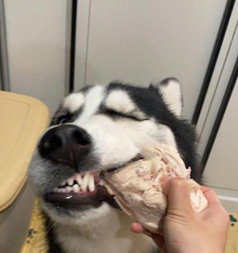 哈士奇夏季脱毛高峰期应对指南：原因分析与护理方法