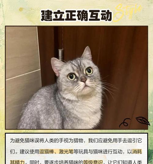 猫咪攻击人怎么办？15个有效方法解决猫咪攻击行为