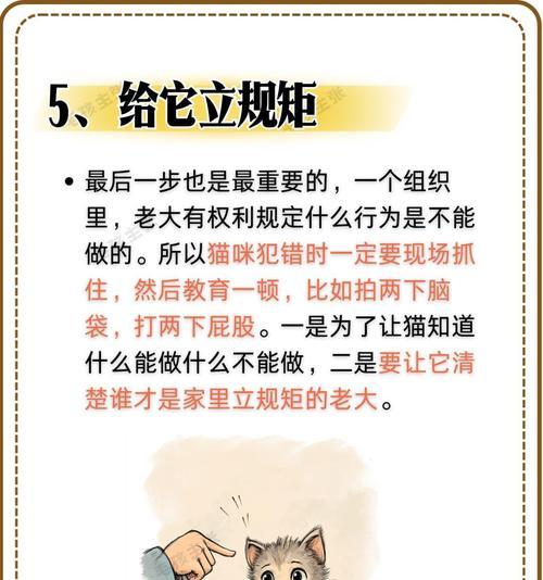猫咪攻击人怎么办？15个有效方法解决猫咪攻击行为
