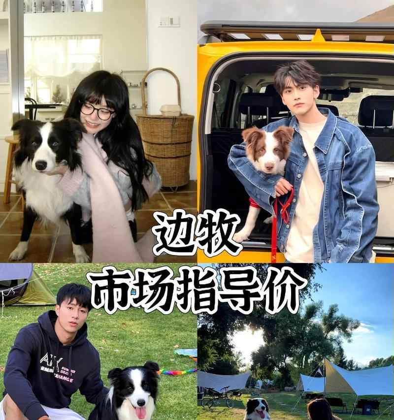 边牧价格多少钱一只?智商超群工作犬的优缺点全解析 边牧价格多少钱一只?智商超群工作犬的优缺点全解析