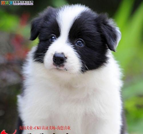 边牧价格多少钱一只?智商超群工作犬的优缺点全解析 边牧价格多少钱一只?智商超群工作犬的优缺点全解析