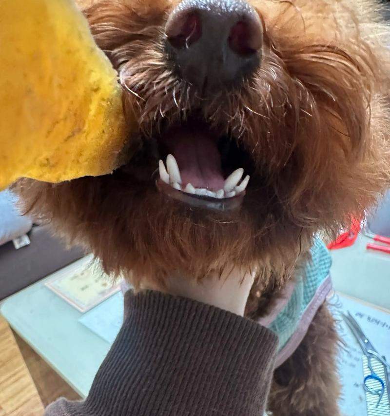 小泰迪牙齿更替周期及口腔保养全攻略 小泰迪牙齿更替周期及口腔保养全攻略