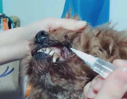 小泰迪牙齿更替周期及口腔保养全攻略 小泰迪牙齿更替周期及口腔保养全攻略