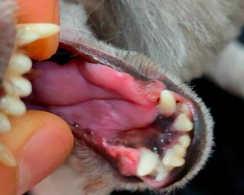 小泰迪牙齿更替周期及口腔保养全攻略 小泰迪牙齿更替周期及口腔保养全攻略