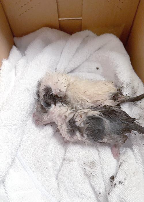 猫咪产后多久开始有奶水及哺乳护理全攻略 猫咪产后多久开始有奶水及哺乳护理全攻略