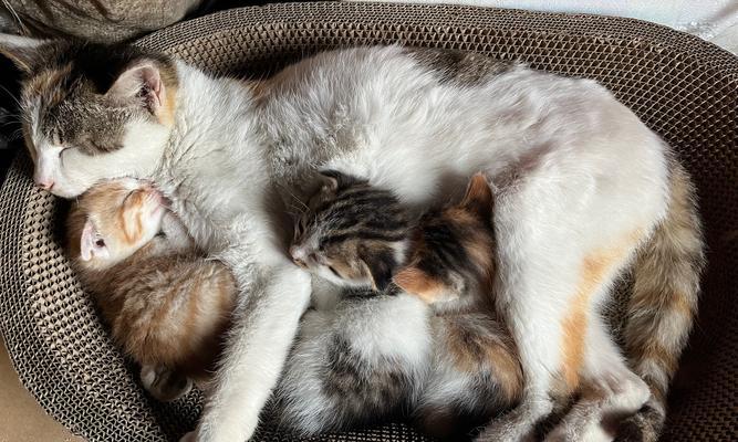 猫咪产后多久开始有奶水及哺乳护理全攻略 猫咪产后多久开始有奶水及哺乳护理全攻略