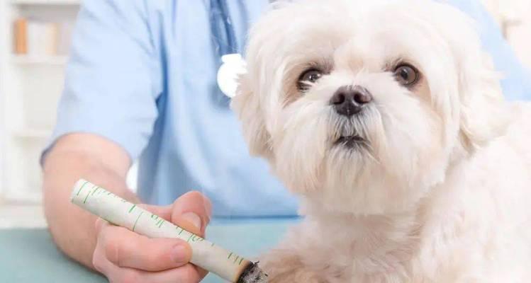 狗狗肺气肿症状诊断治疗全攻略,早期发现是关键 狗狗肺气肿症状诊断治疗全攻略,早期发现是关键