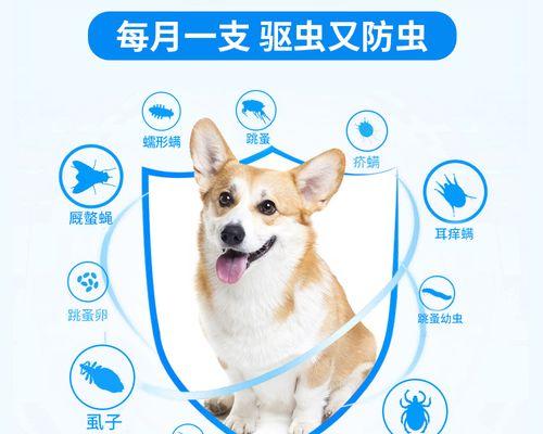 哈士奇驱虫指南：频率安排与正确喂养方法详解