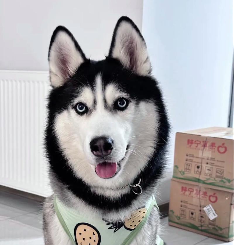 哈士奇驱虫指南：频率安排与正确喂养方法详解