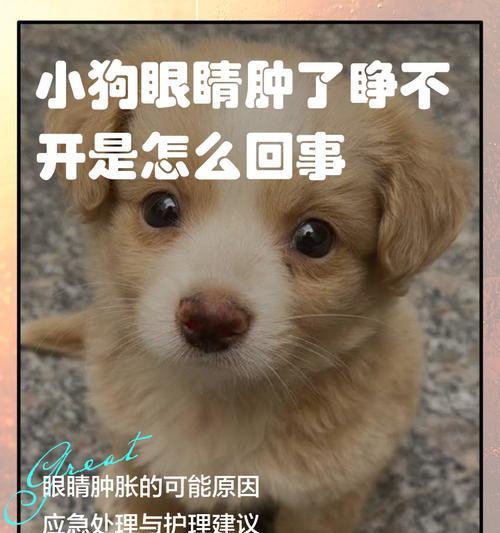 小狗出生后多久睁开眼睛及视力发育全过程详解 小狗出生后多久睁开眼睛及视力发育全过程详解