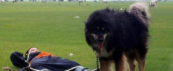 世界最昂贵犬种排行榜:五种天价豪华犬的奢华秘密 世界最昂贵犬种排行榜:五种天价豪华犬的奢华秘密