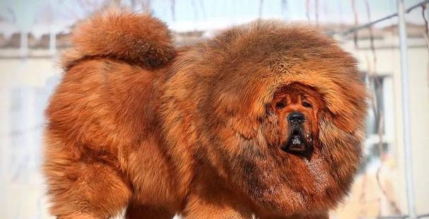 世界最昂贵犬种排行榜:五种天价豪华犬的奢华秘密 世界最昂贵犬种排行榜:五种天价豪华犬的奢华秘密