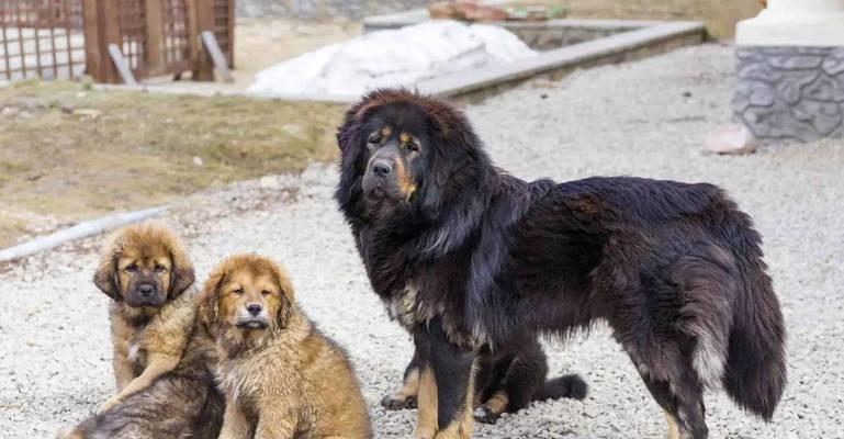世界最昂贵犬种排行榜:五种天价豪华犬的奢华秘密 世界最昂贵犬种排行榜:五种天价豪华犬的奢华秘密