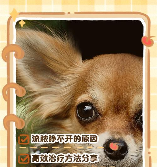 狗狗眼睛炎症全攻略：结膜炎角膜炎白内障防治指南