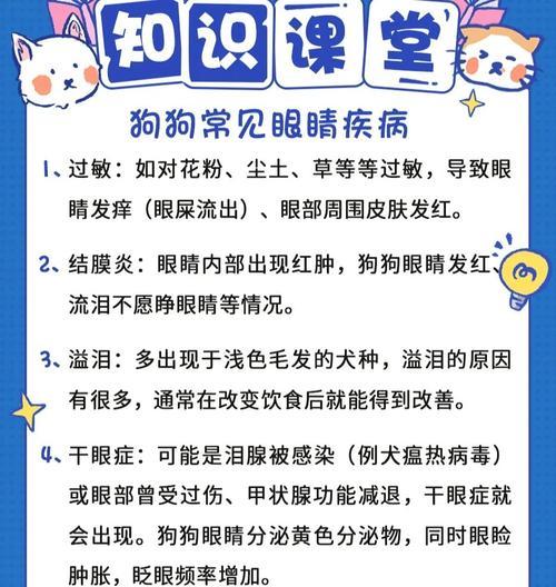 狗狗眼睛炎症全攻略：结膜炎角膜炎白内障防治指南