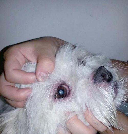 狗狗眼睛炎症全攻略：结膜炎角膜炎白内障防治指南