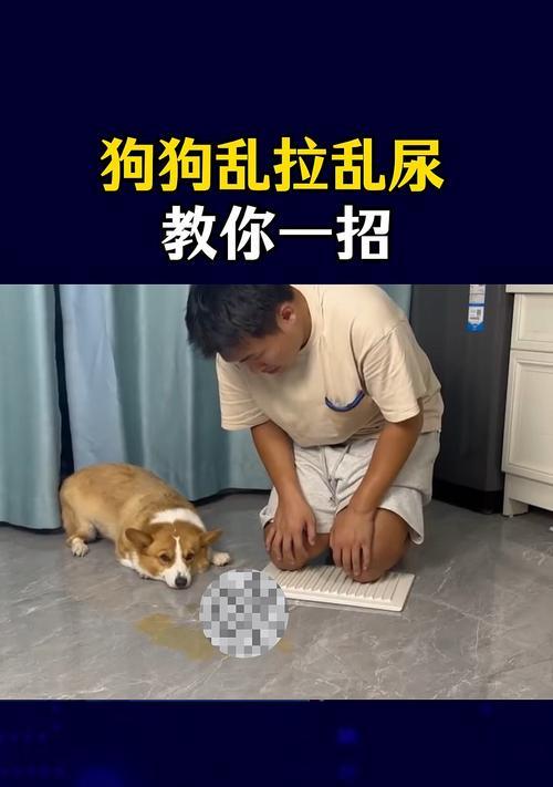 狗狗乱尿原因及解决方法全攻略,告别随地大小便烦恼 狗狗乱尿原因及解决方法全攻略,告别随地大小便烦恼