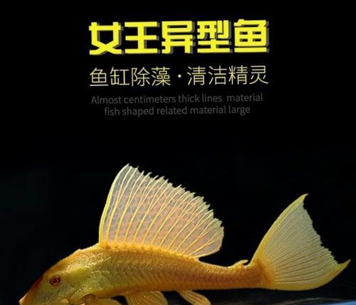 十五种黑色观赏鱼品种大全，神秘黑色魅力尽览