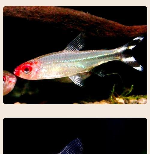 十五种黑色观赏鱼品种大全，神秘黑色魅力尽览