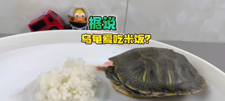 乌龟吃什么食物好?全面解析乌龟营养搭配指南 乌龟吃什么食物好?全面解析乌龟营养搭配指南