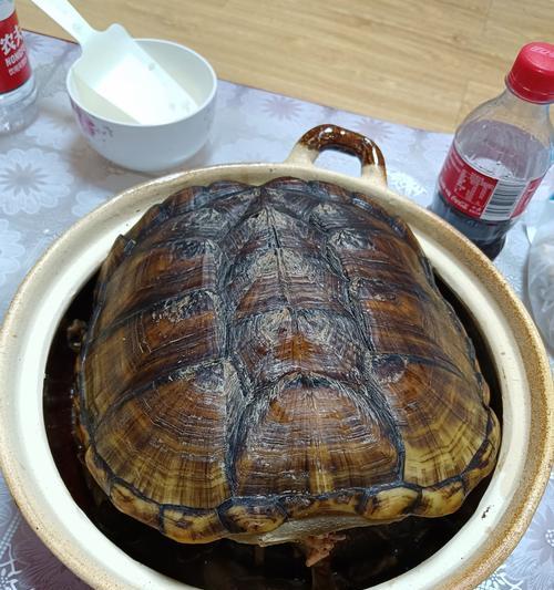 乌龟吃什么食物好?全面解析乌龟营养搭配指南 乌龟吃什么食物好?全面解析乌龟营养搭配指南