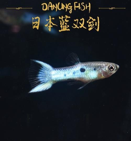 十五种黑色观赏鱼品种大全，神秘黑色魅力尽览