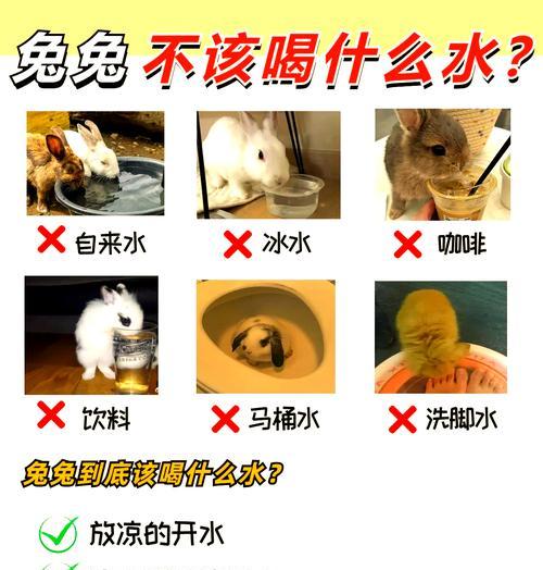 兔子拉大量软便的13大原因及有效解决方法