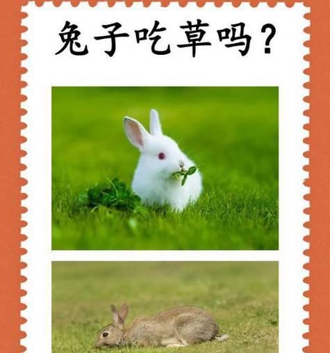 兔子拉大量软便的13大原因及有效解决方法