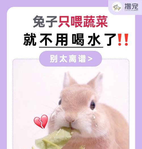 兔子拉大量软便的13大原因及有效解决方法