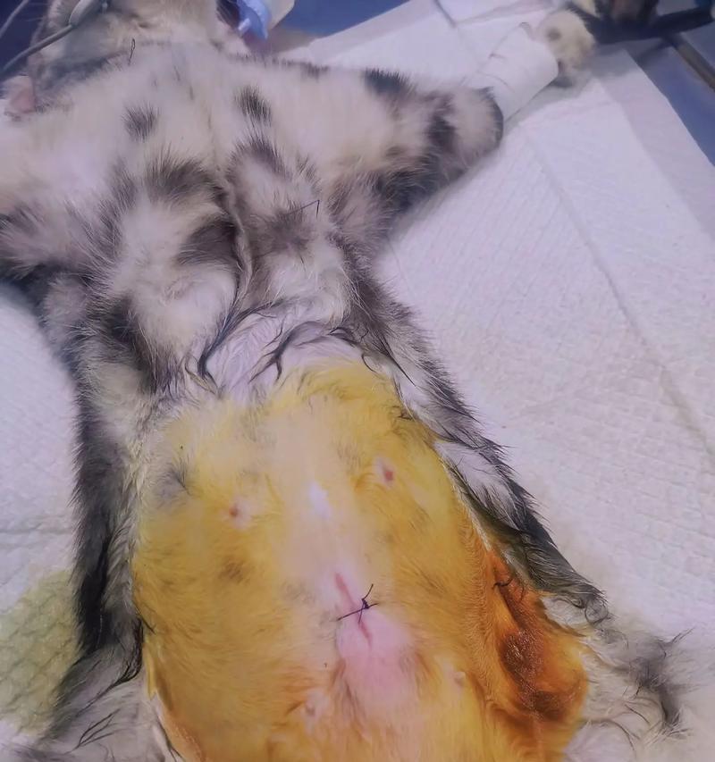 母猫绝育手术陪护指南：术后7-10天护理要点全解析