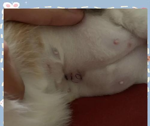 母猫绝育手术陪护指南：术后7-10天护理要点全解析