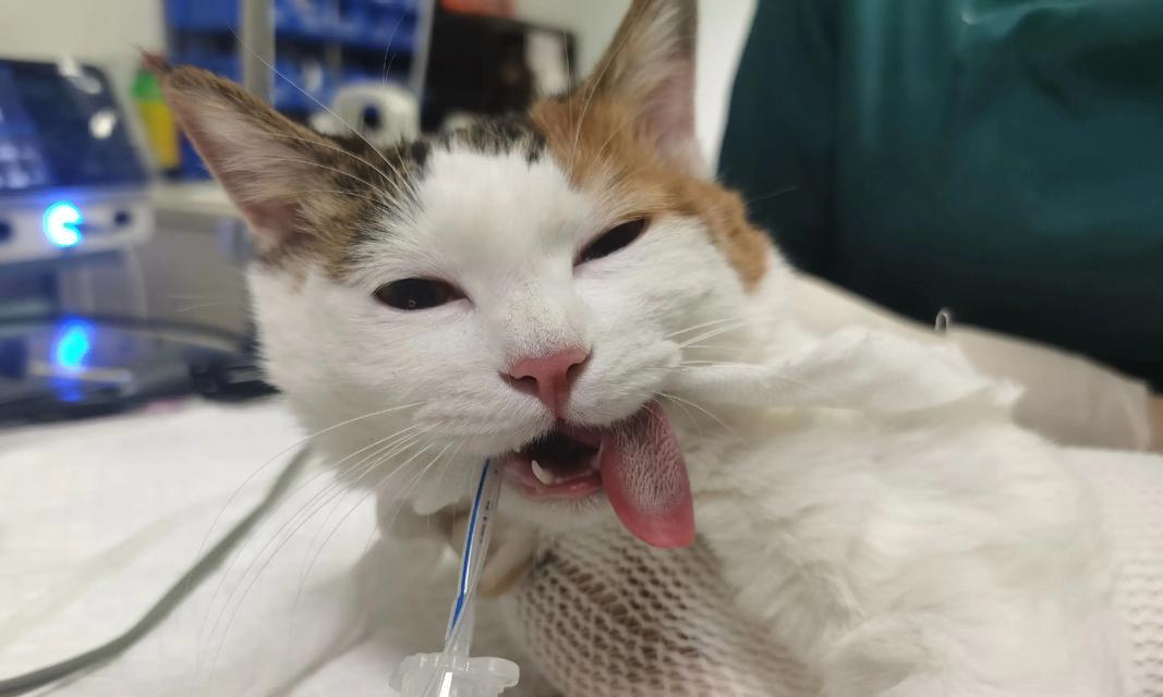 母猫绝育手术陪护指南：术后7-10天护理要点全解析