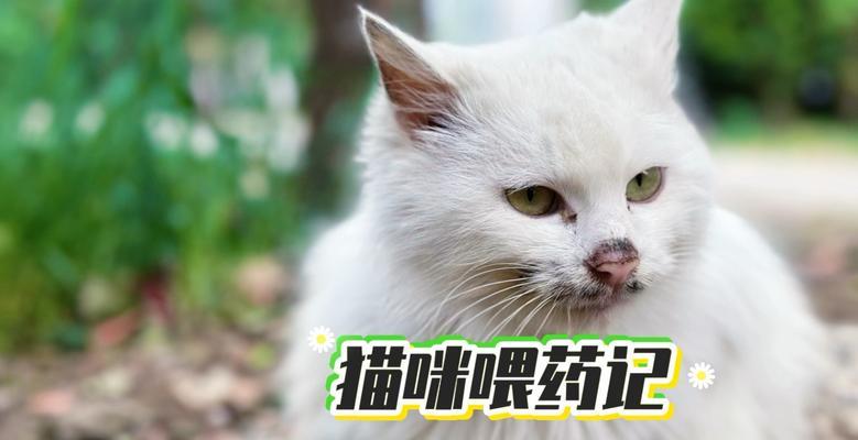 猫咪拉稀多久能好｜原因分析与治疗全攻略