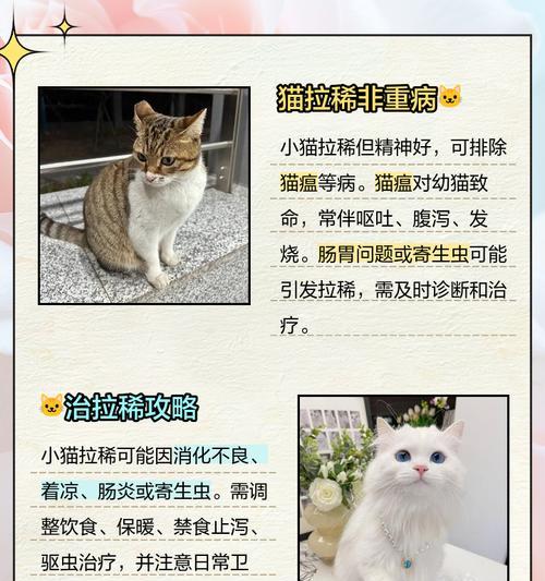 猫咪拉稀多久能好｜原因分析与治疗全攻略