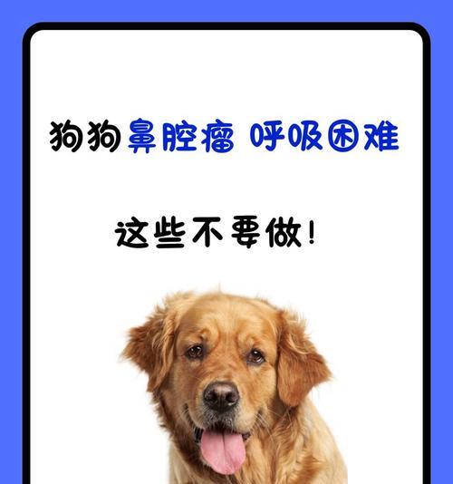 狗鼻子肿瘤症状识别指南|早发现早治疗全攻略 狗鼻子肿瘤症状识别指南|早发现早治疗全攻略