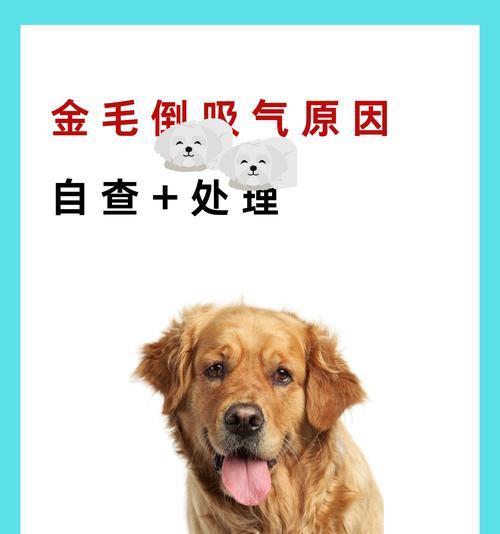 狗鼻子肿瘤症状识别指南|早发现早治疗全攻略 狗鼻子肿瘤症状识别指南|早发现早治疗全攻略