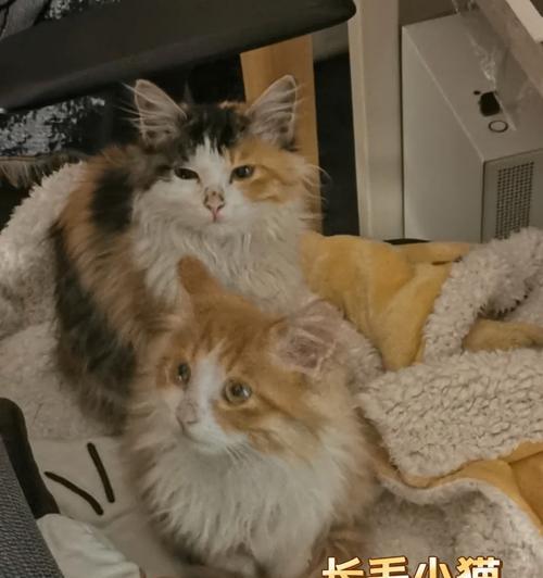 母猫剃毛后多久长新毛发｜护理要点全攻略