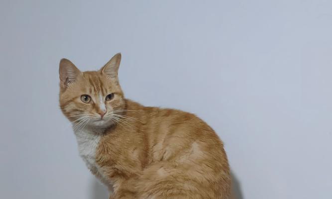 黑猫咪的神秘魅力与吉祥寓意全攻略｜宠物文化探秘