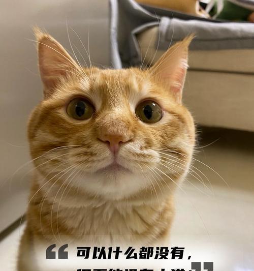 黑猫咪的神秘魅力与吉祥寓意全攻略｜宠物文化探秘