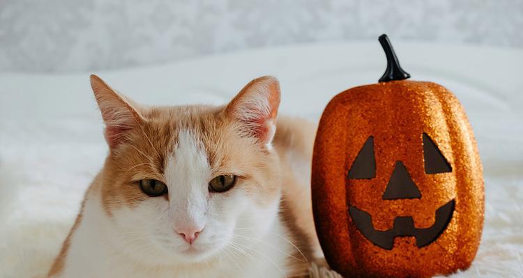 黑猫咪的神秘魅力与吉祥寓意全攻略｜宠物文化探秘